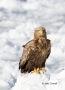 White-tailed-Eagle;White-tailed-Sea-Eagle;Sea-Eagle;Haliaeetus-albicilla;Japan;b